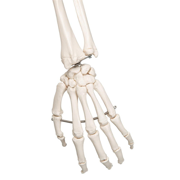 Stan Skeleton Model On Pelvic Stand – GTSimulators.com