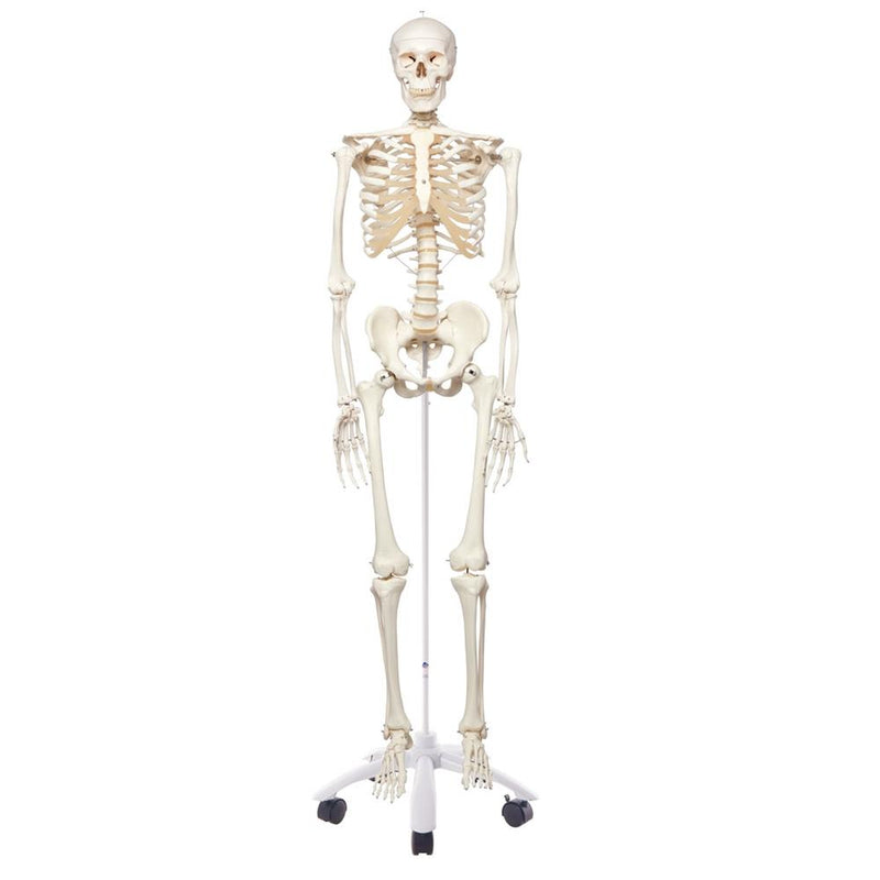 Stan Skeleton Model On Pelvic Stand