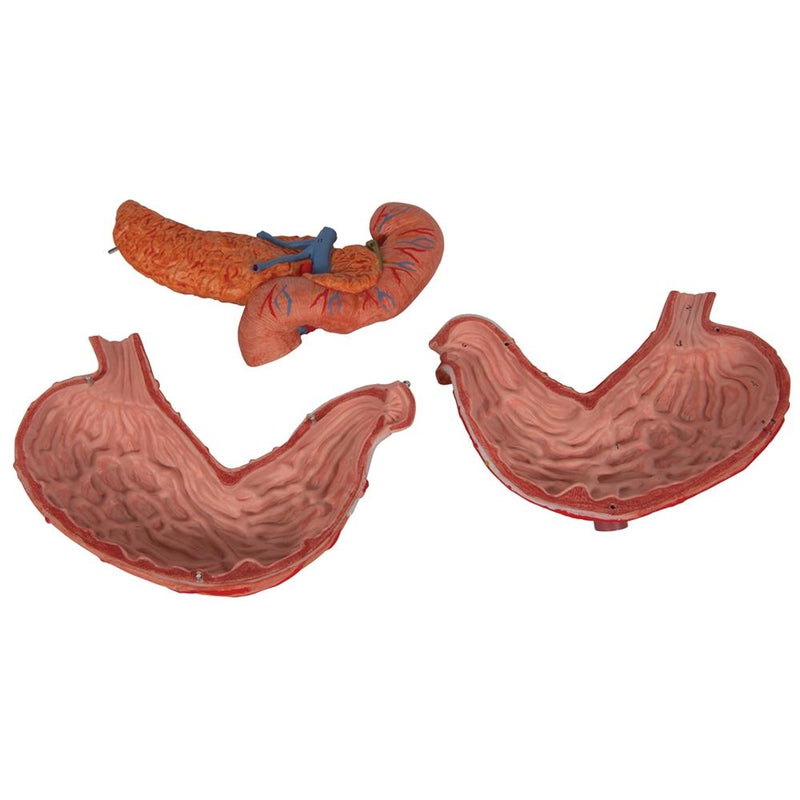 Stomach Model, 3-part