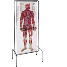 Thin Man Sequential Human Anatomy Figure (0700-00)