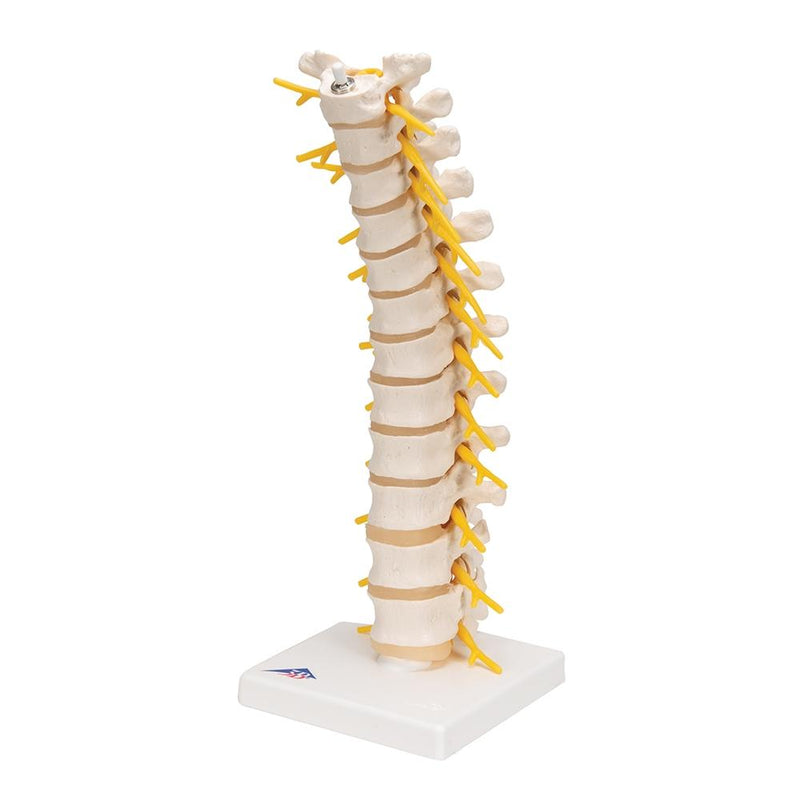 Thoracic Spinal Column Model