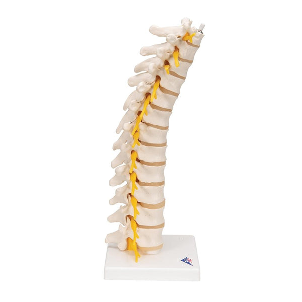 Thoracic Spinal Column Model – GTSimulators.com