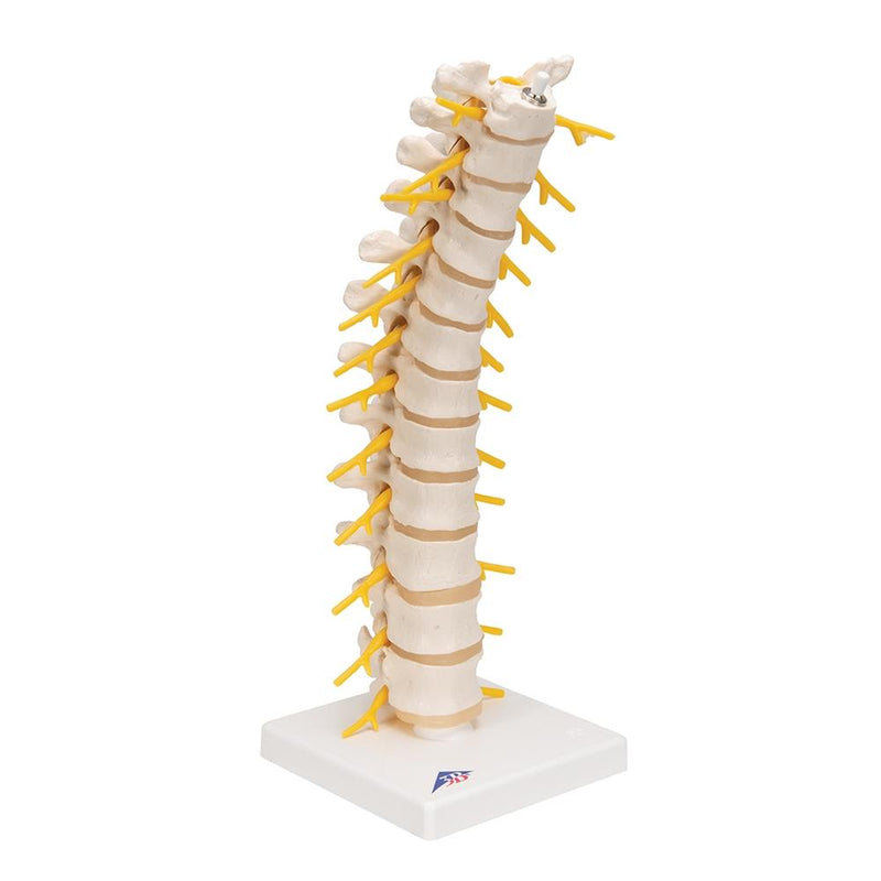Thoracic Spinal Column Model