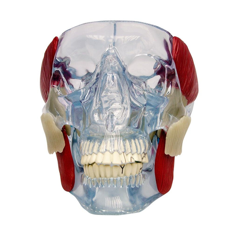 TMJ Clear Skull Model with Muscles