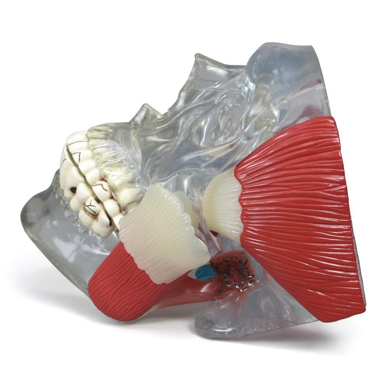 TMJ Clear Skull Model with Muscles