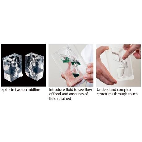 Transparent Laryngopharynx Model