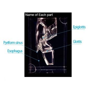 Transparent Laryngopharynx Model