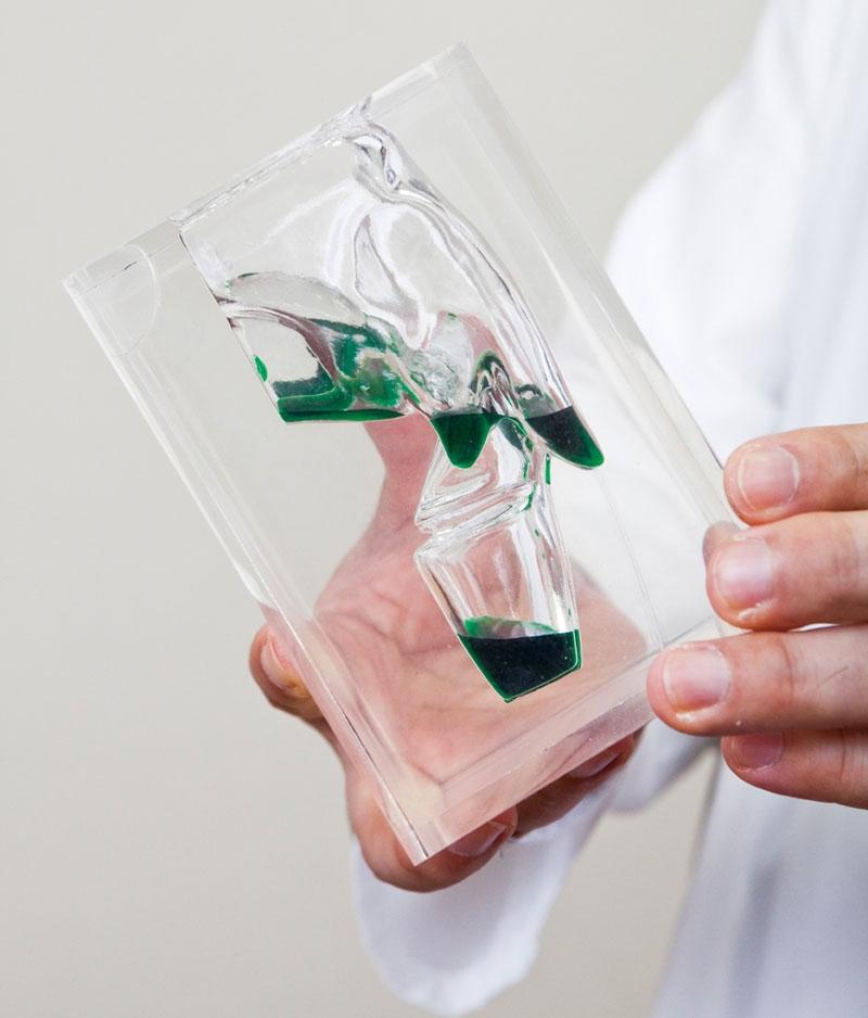 Transparent Laryngopharynx Model