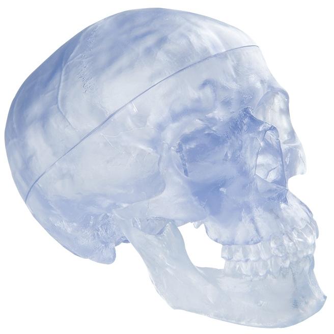 Transparent Skull Model, 3-part