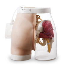 Two-in-One Intramuscular Buttock Injection Model