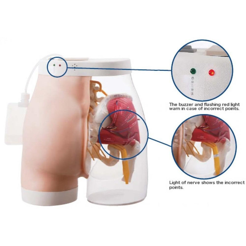 Two-in-One Intramuscular Buttock Injection Model