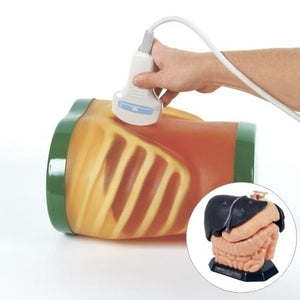 Ultrasound Exam 'ECHOZY' without Pathologies, Full Set