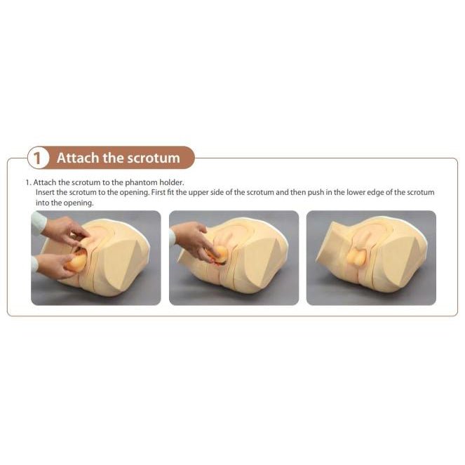 Ultrasound Scrotal Phantom