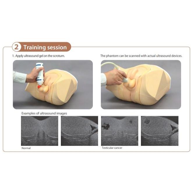 Ultrasound Scrotal Phantom
