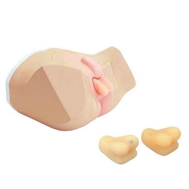 Ultrasound Scrotal Phantom