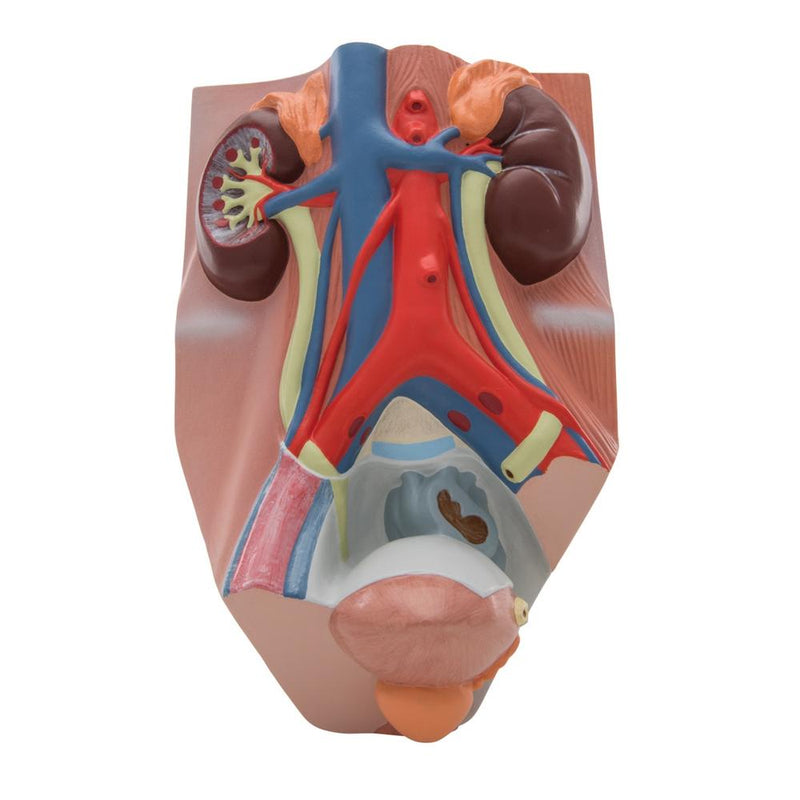 Urinary System, male, 0.75 times full-size