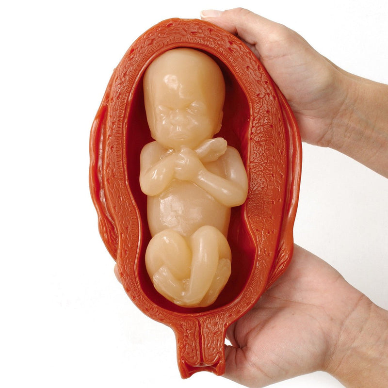 Uterus/Fetus Model Set (5)