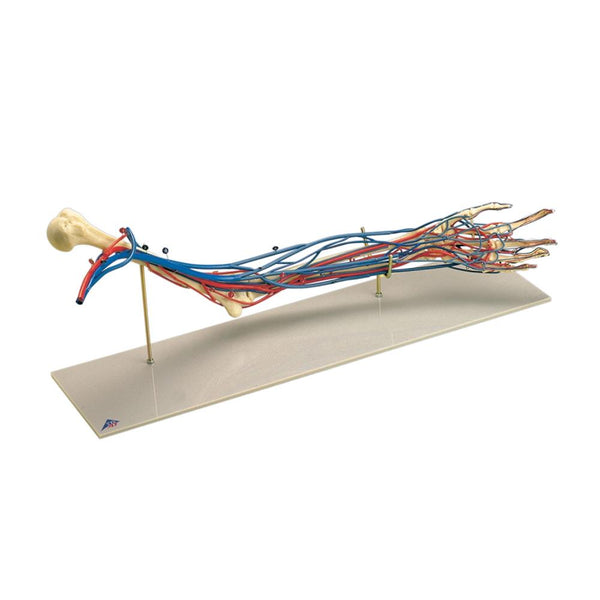 Vascular Arm Model – GTSimulators.com
