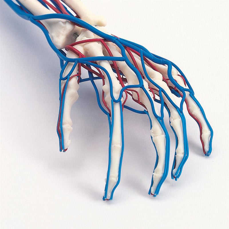 Vascular Arm Model