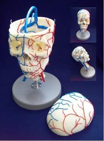 Vascular Skull Model