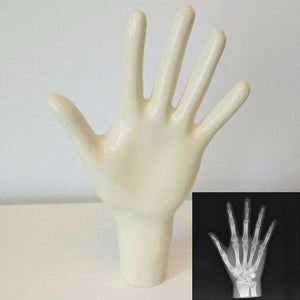 X-Ray Phantom Hand, opaque