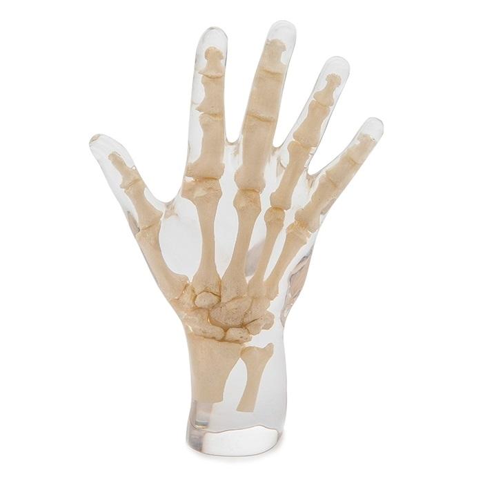 X-Ray Phantom Hand, transparent