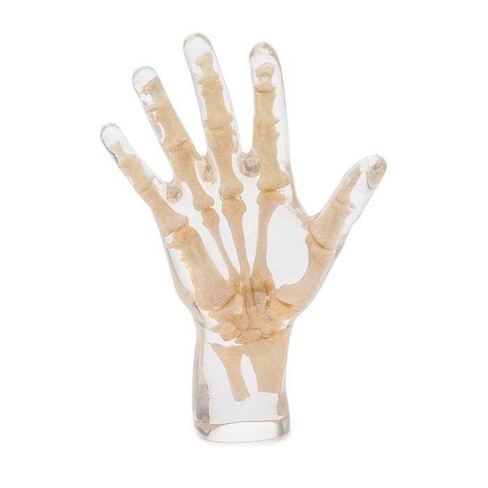 X-Ray Phantom Hand, transparent