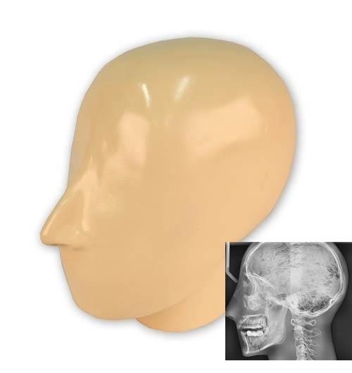 X-Ray Phantom Head With Cervical Vertebrae, Opaque